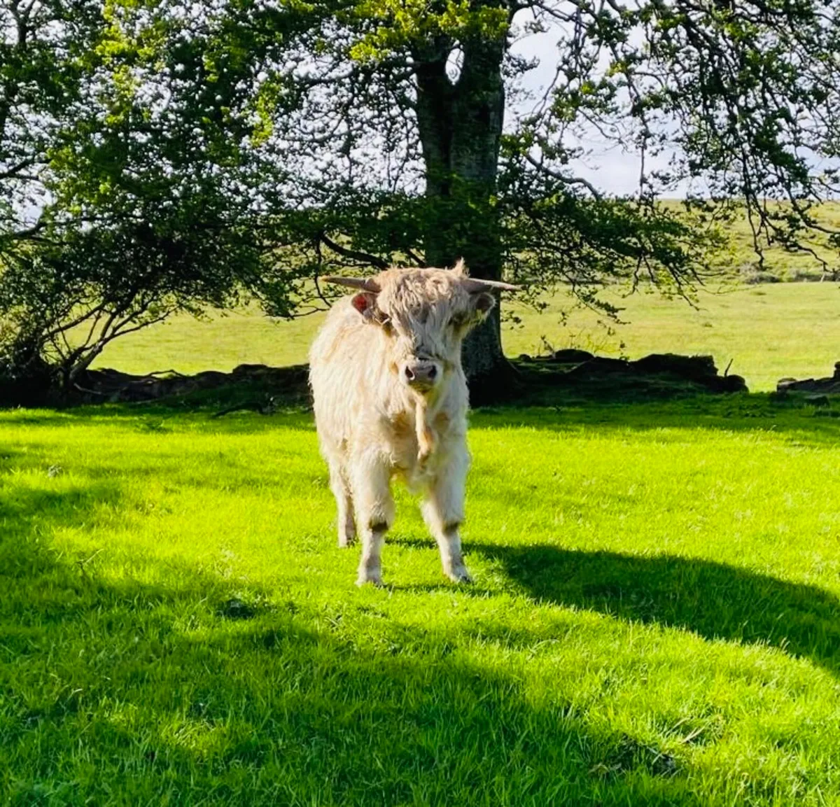 Purebred Highland bull - Image 2