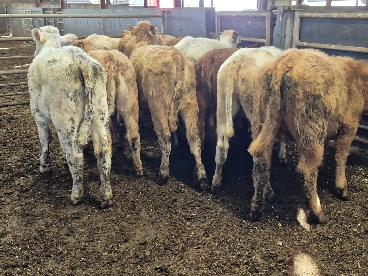 11 Continental Heifers - Image 3