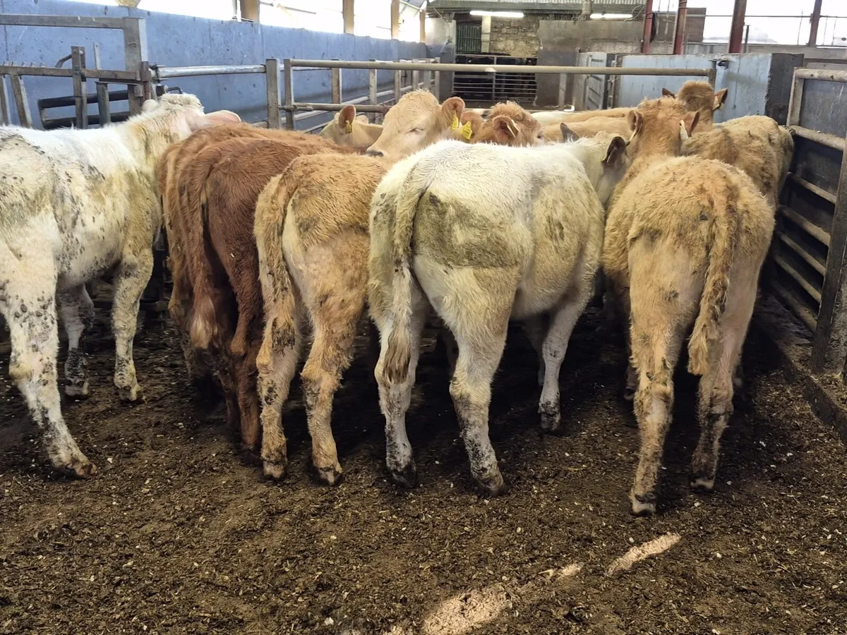 11 Continental Heifers - Image 4