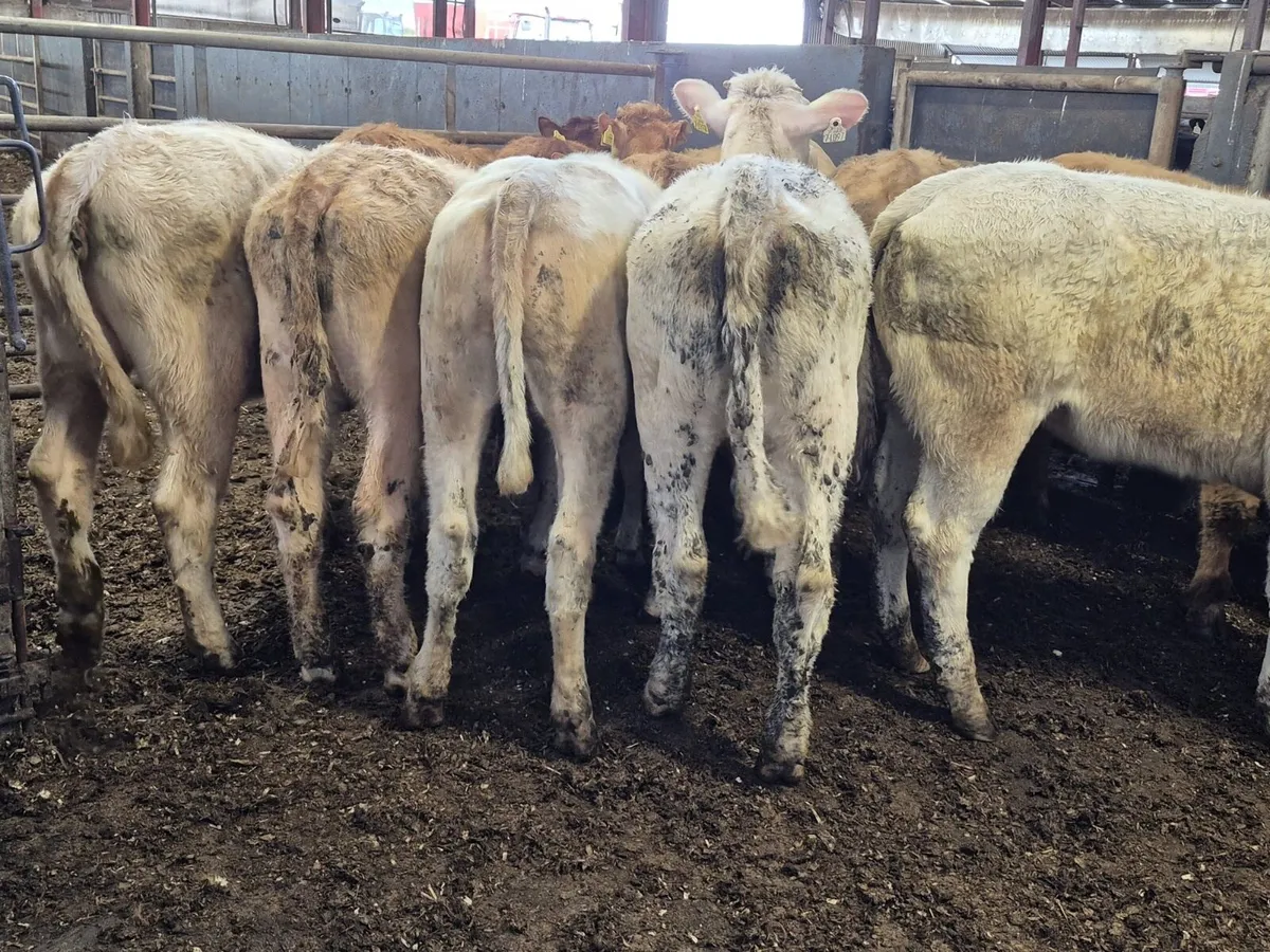 11 Continental Heifers - Image 2