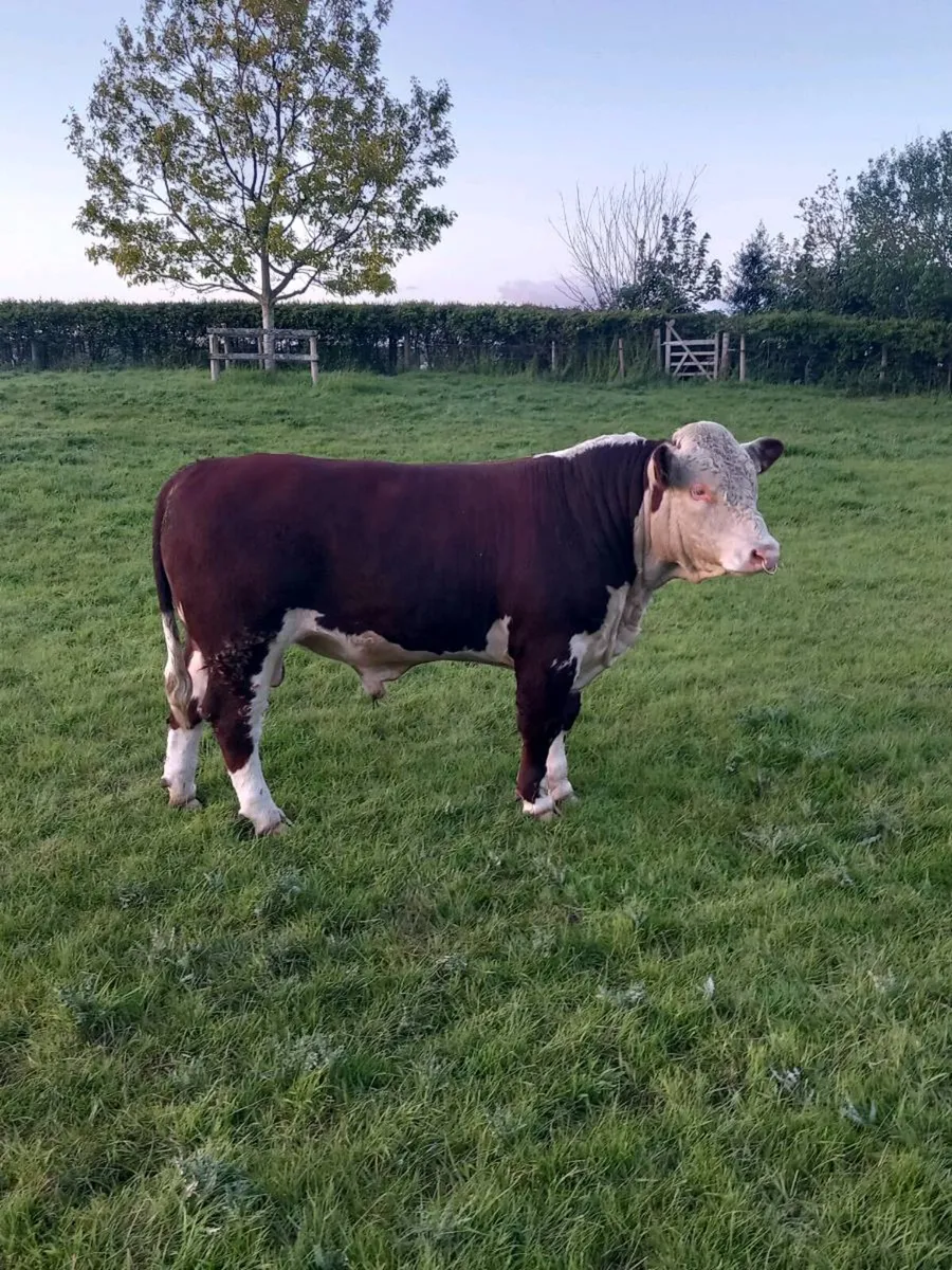 Hereford Bulls - Image 1