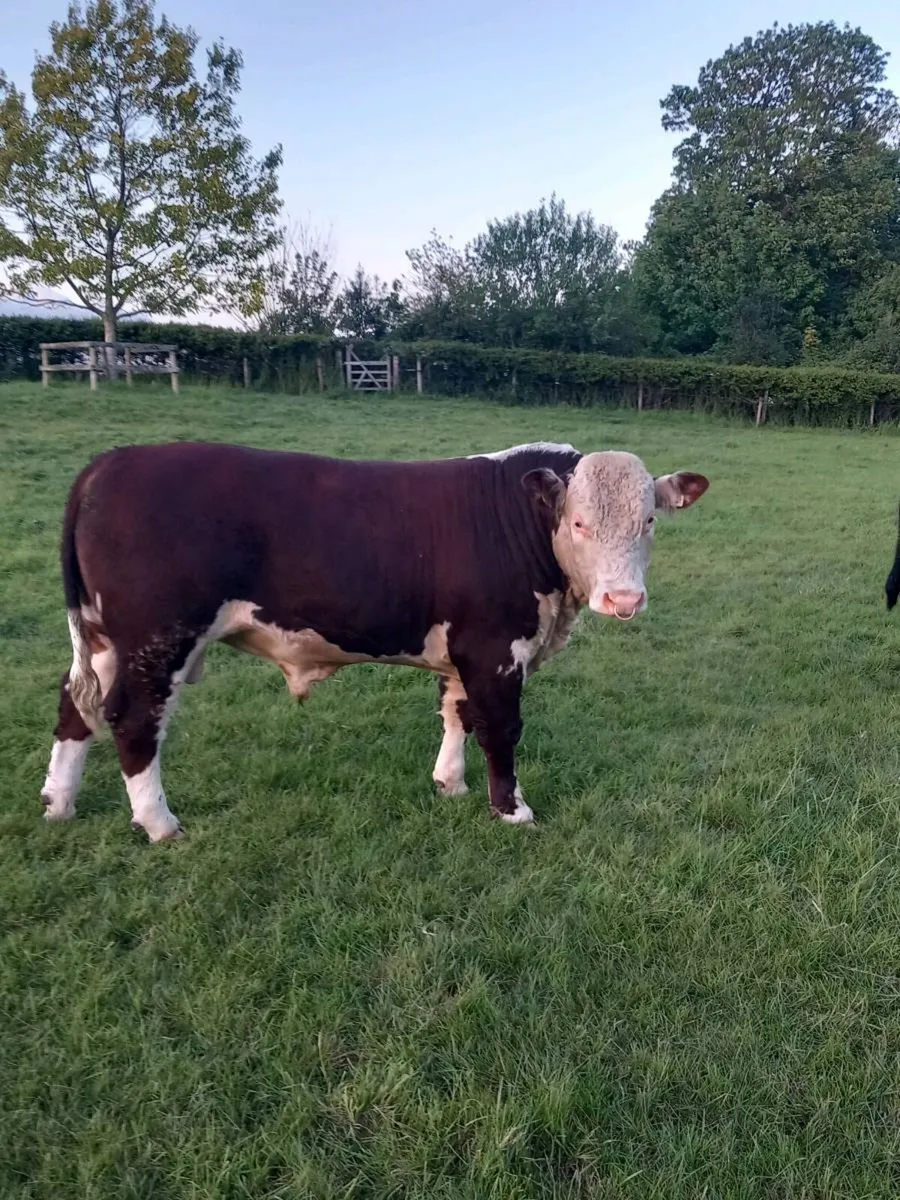 Hereford Bulls - Image 2