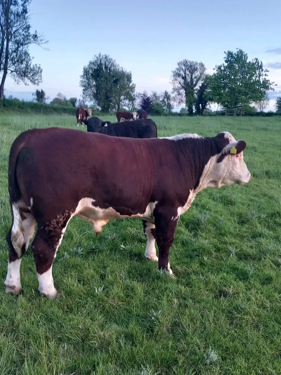 Hereford Bulls - Image 3