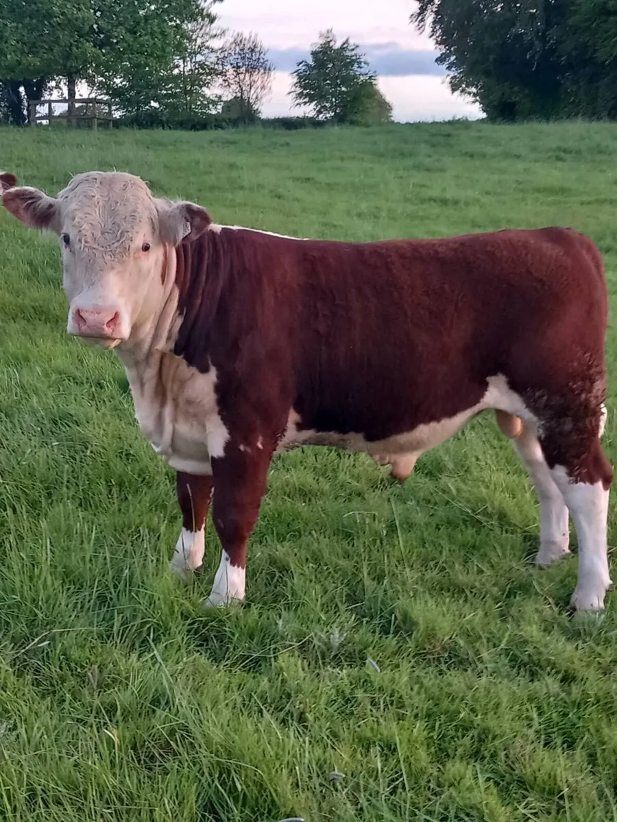 Hereford Bulls - Image 4