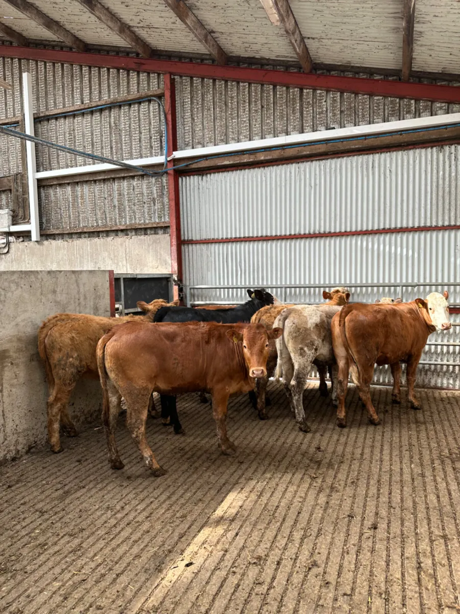 Charolais and lim store heifers - Image 3