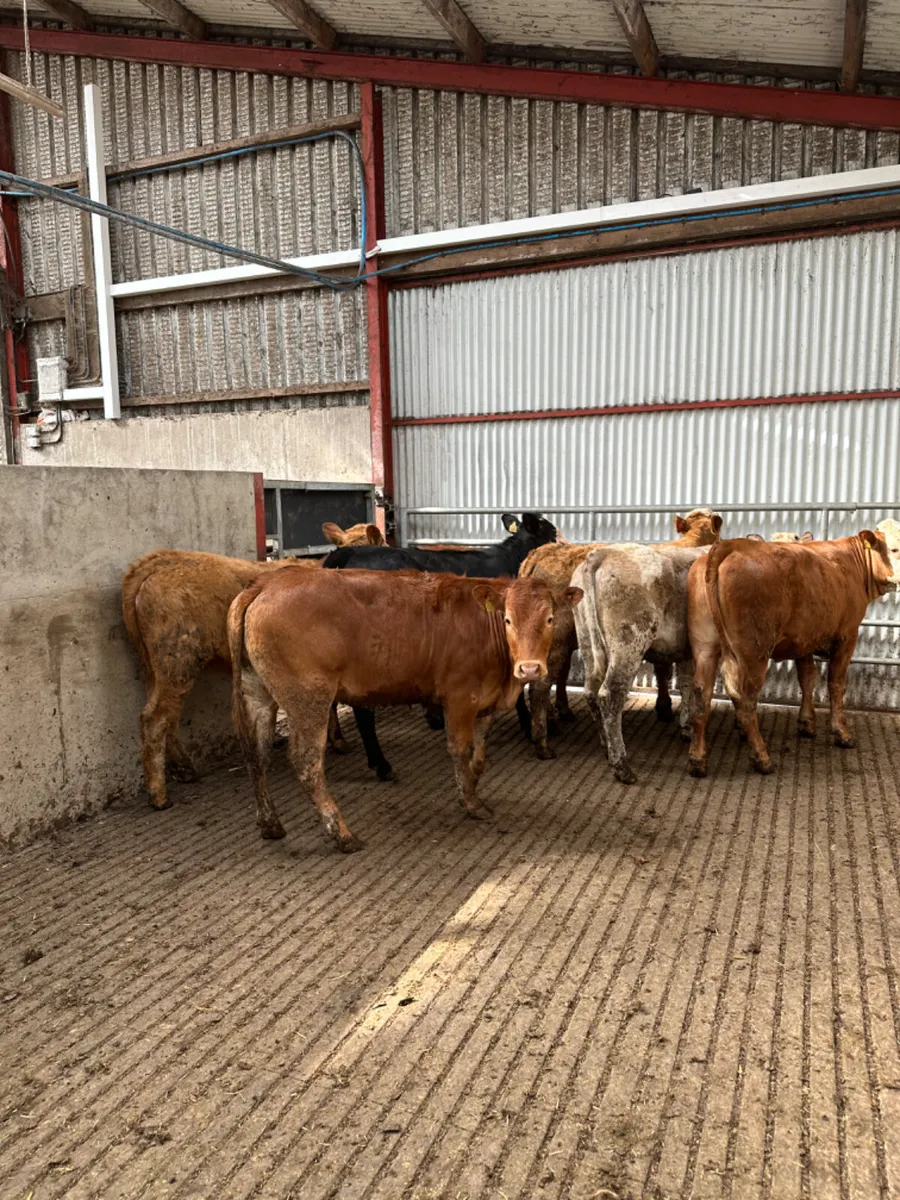 Charolais and lim store heifers - Image 2