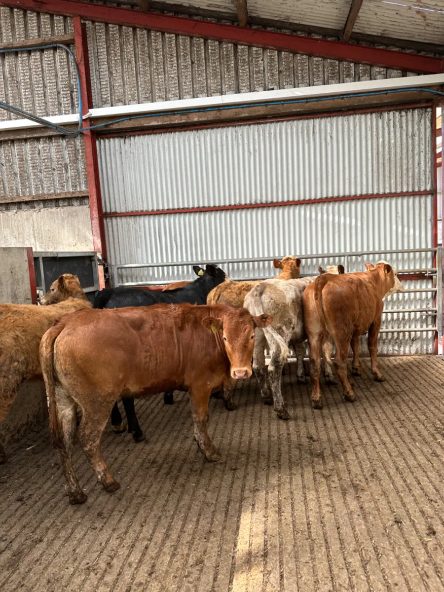 Charolais and lim store heifers - Image 1