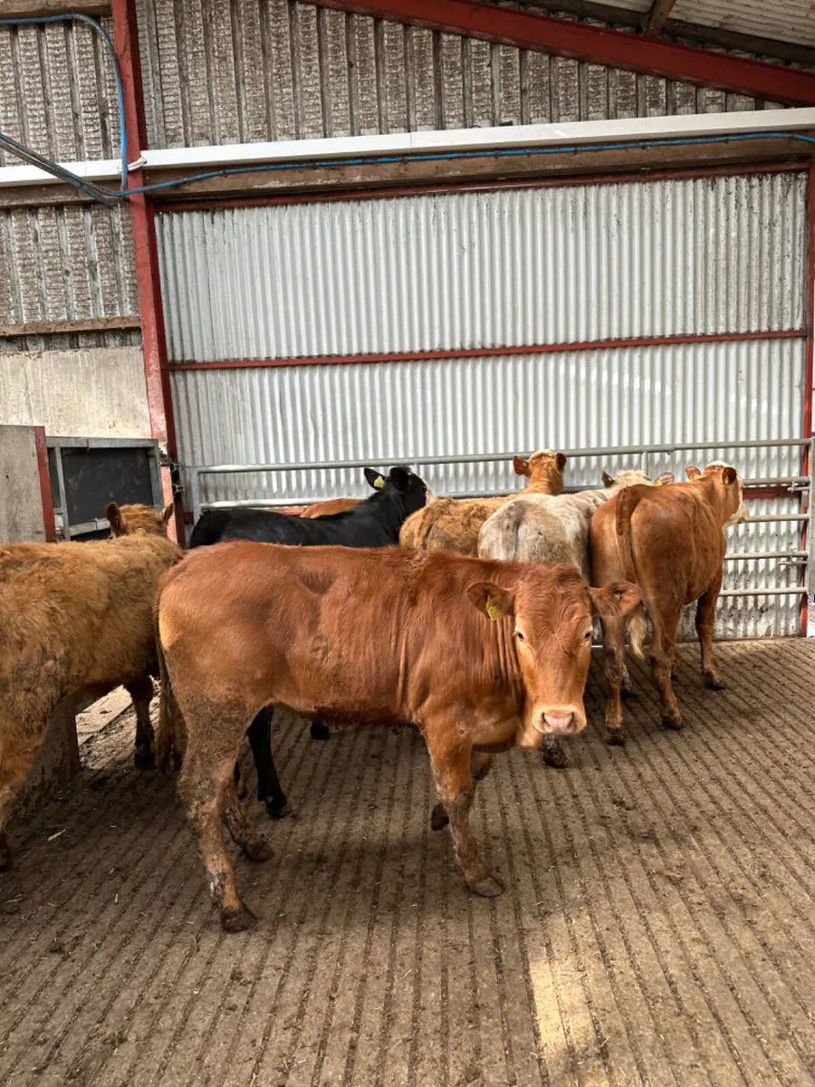 Charolais and lim store heifers - Image 4