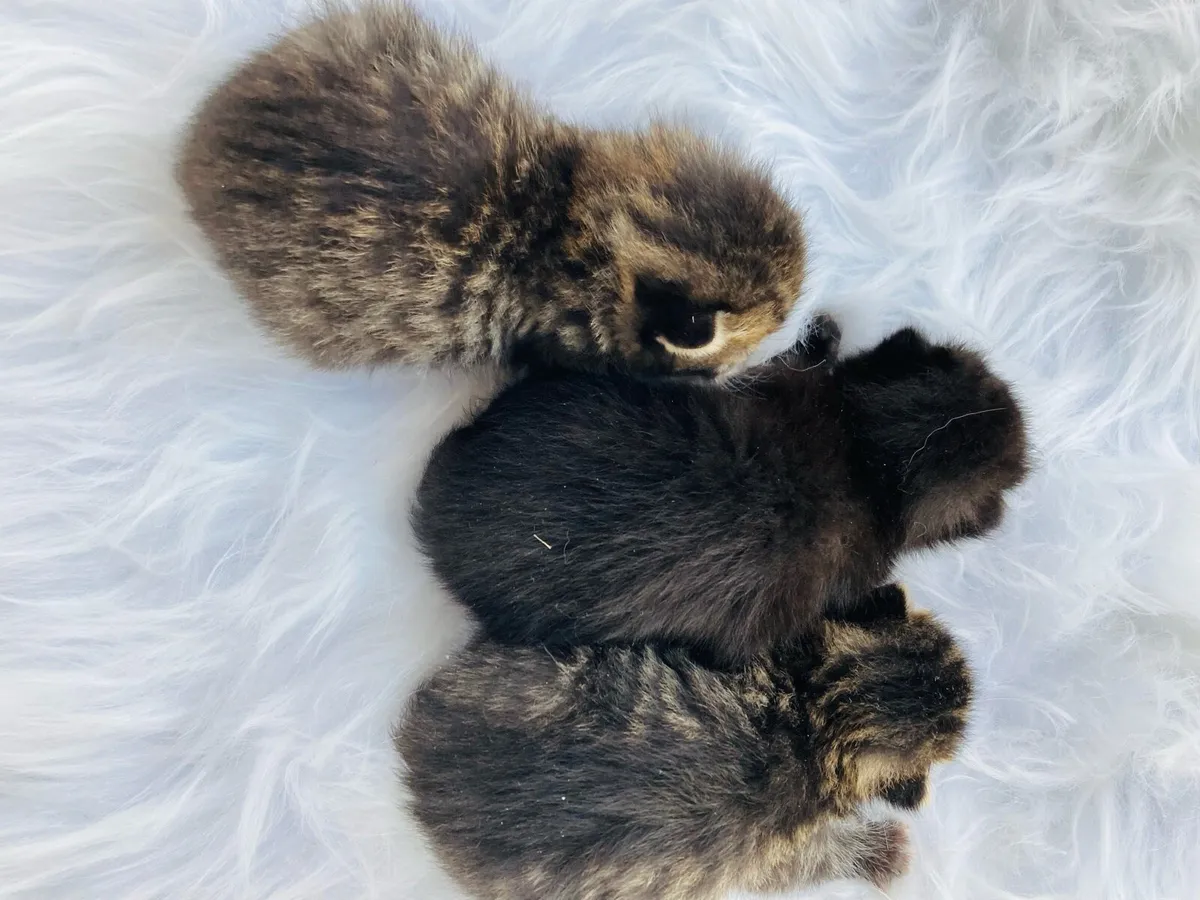 British long hair X kittens - Image 1