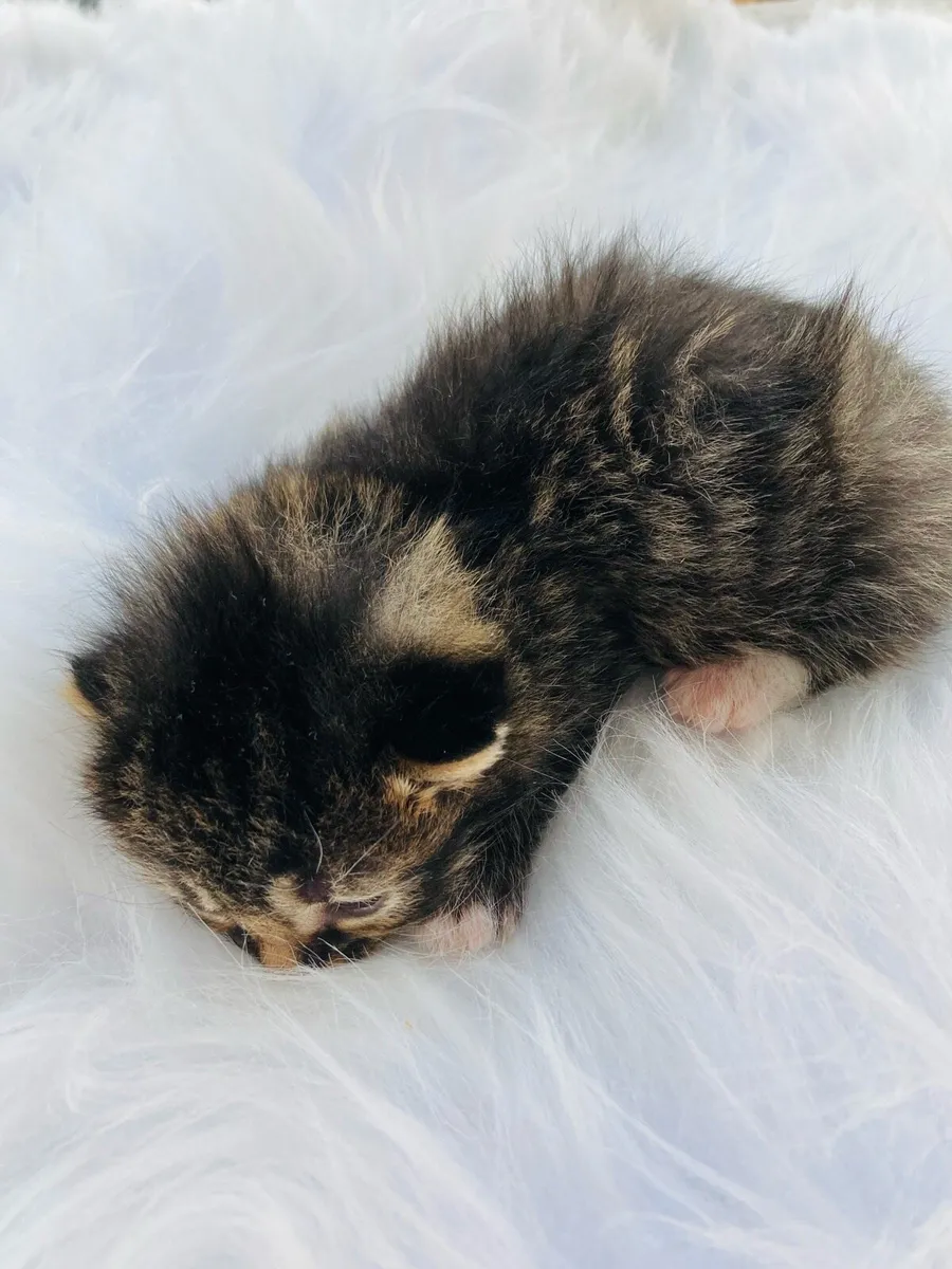 British long hair X kittens - Image 2