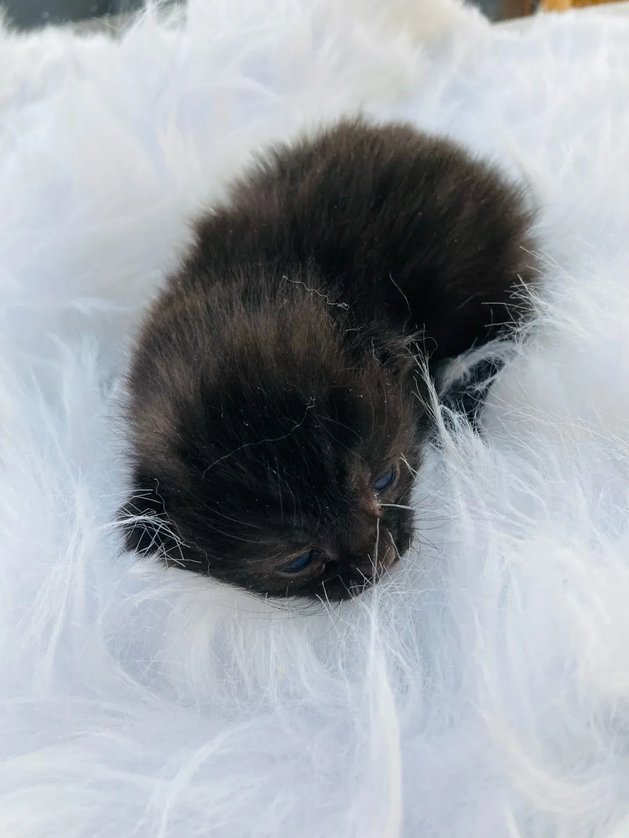 British long hair X kittens - Image 3