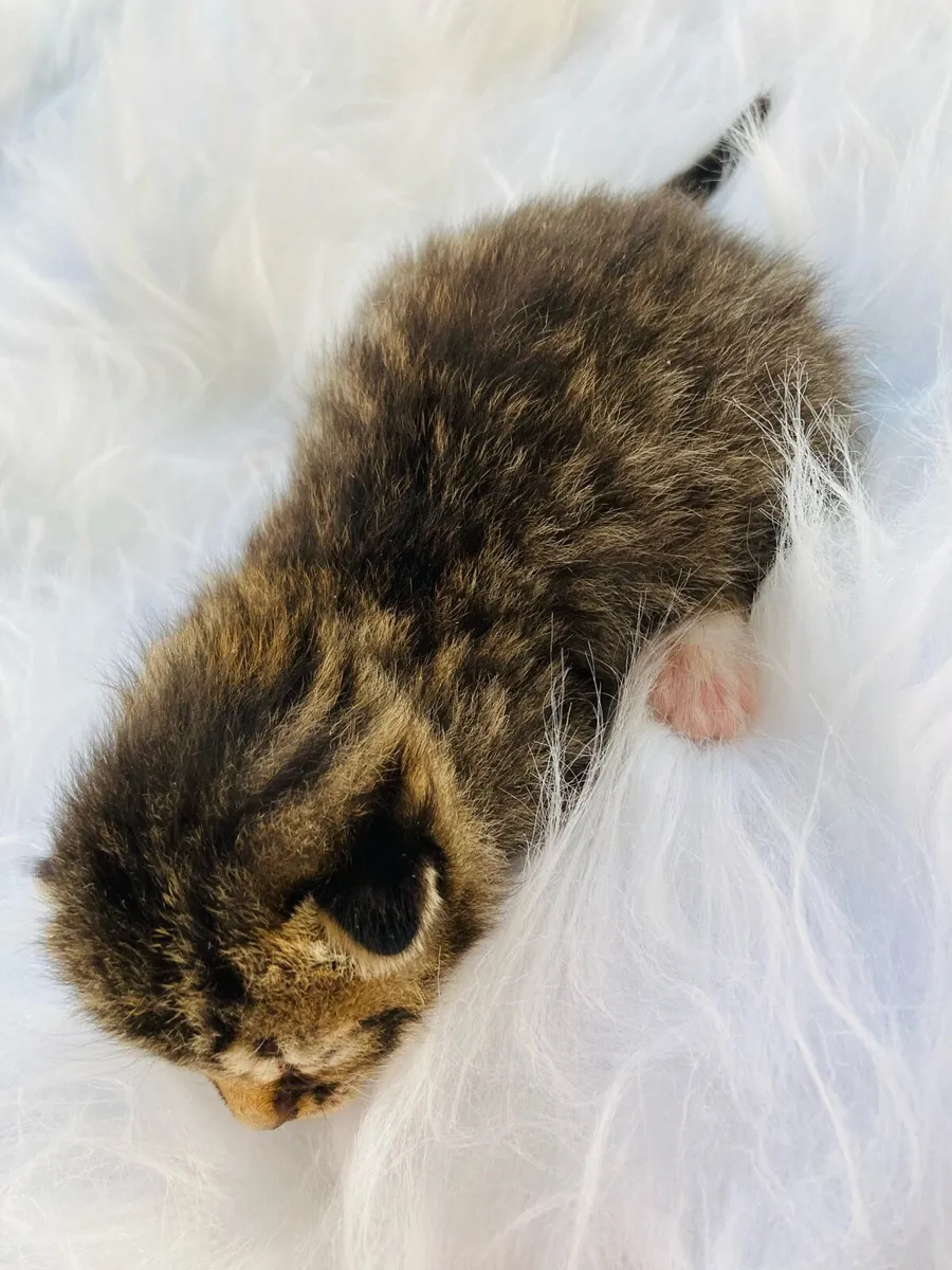 British long hair X kittens - Image 4