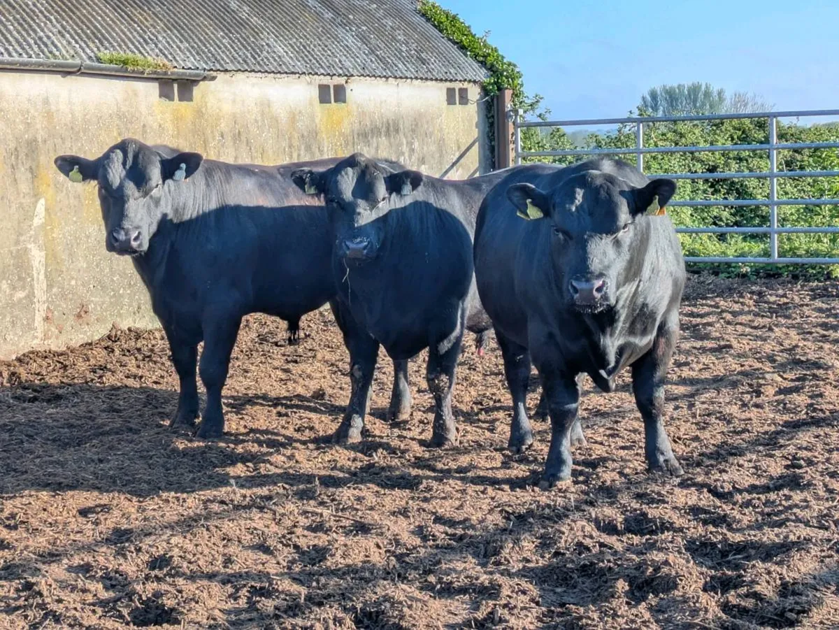 Pedigree Angus bulls - Image 1