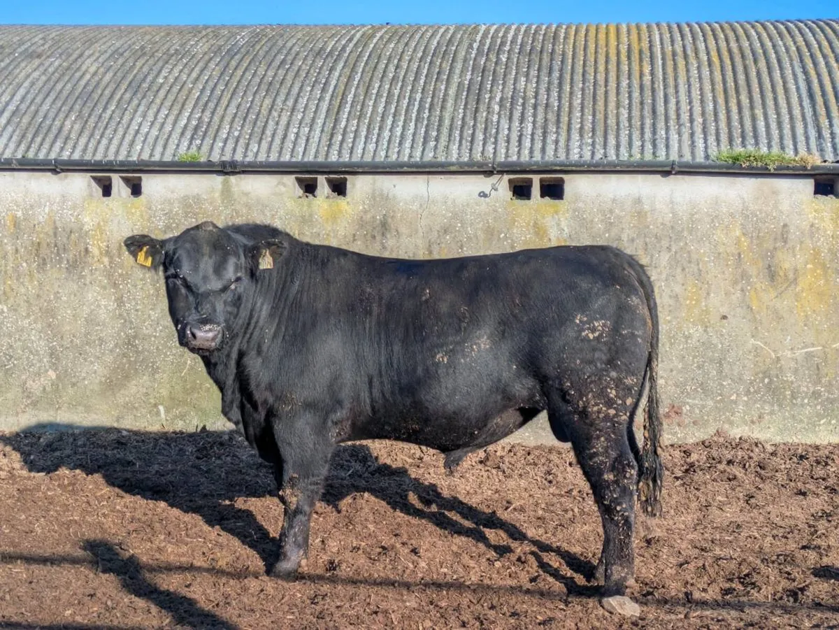 Pedigree Angus bulls - Image 2