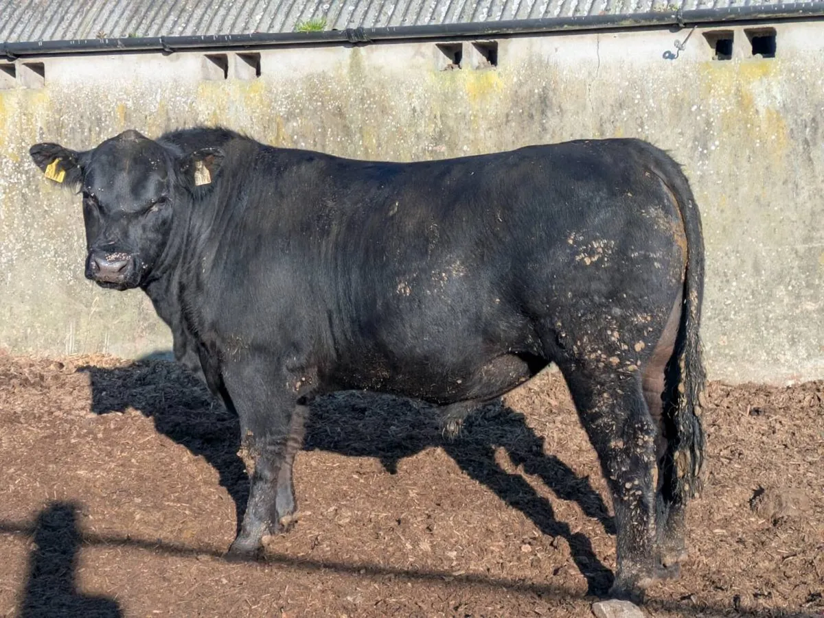 Pedigree Angus bulls - Image 3
