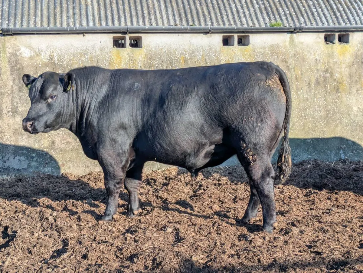 Pedigree Angus bulls - Image 4