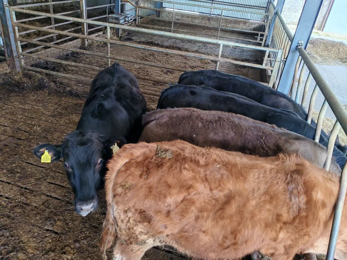 Organic Cattle - Image 2