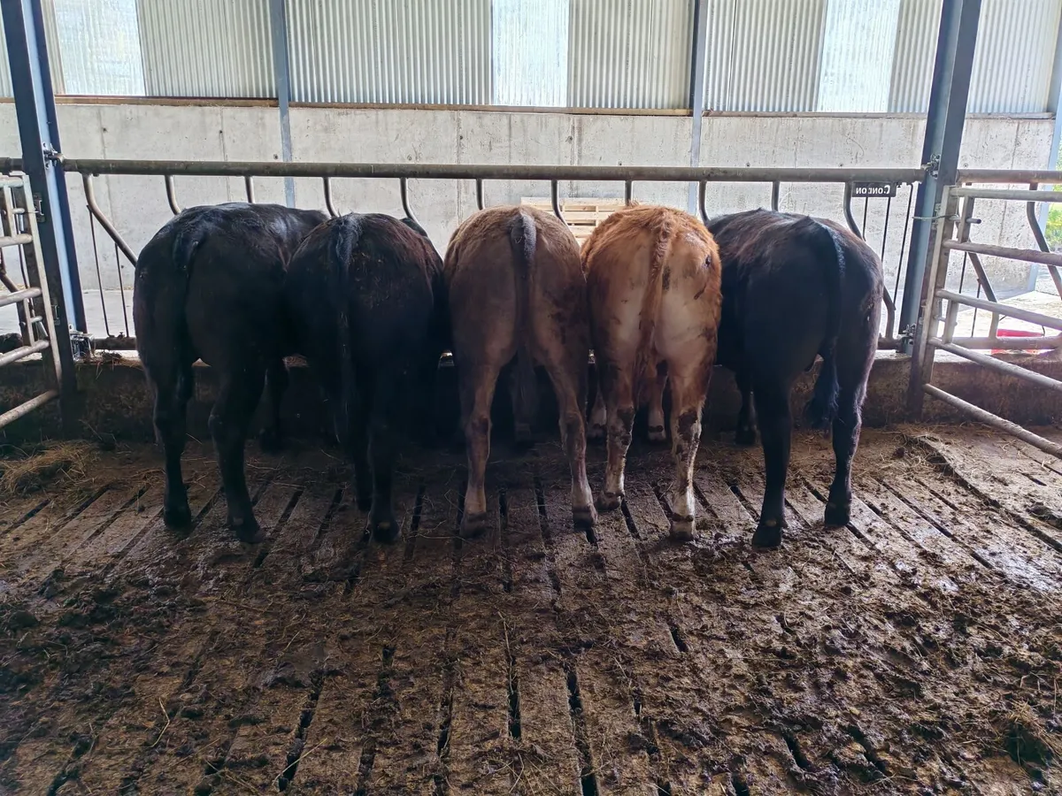 Organic Cattle - Image 3