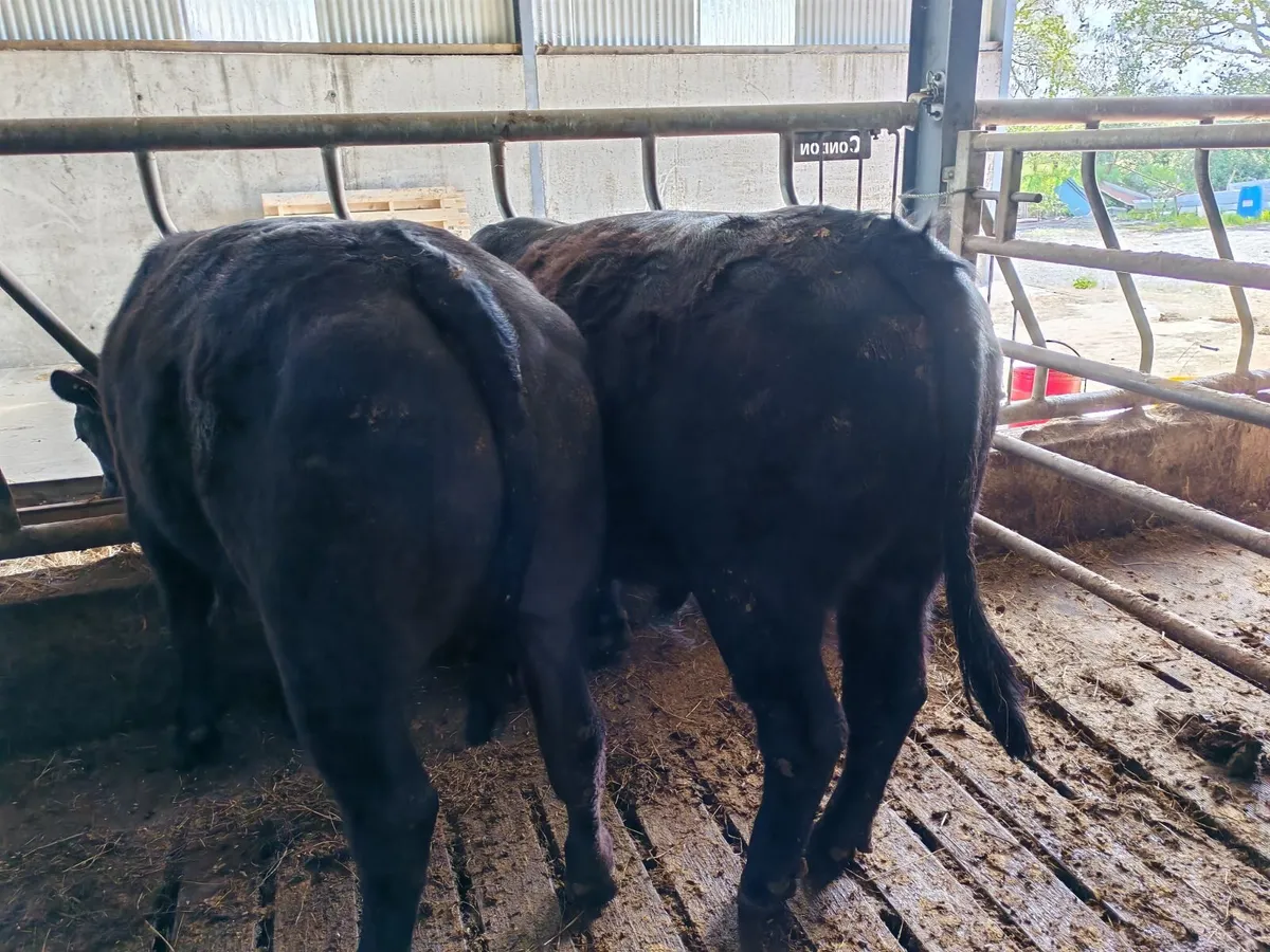Organic Cattle - Image 1