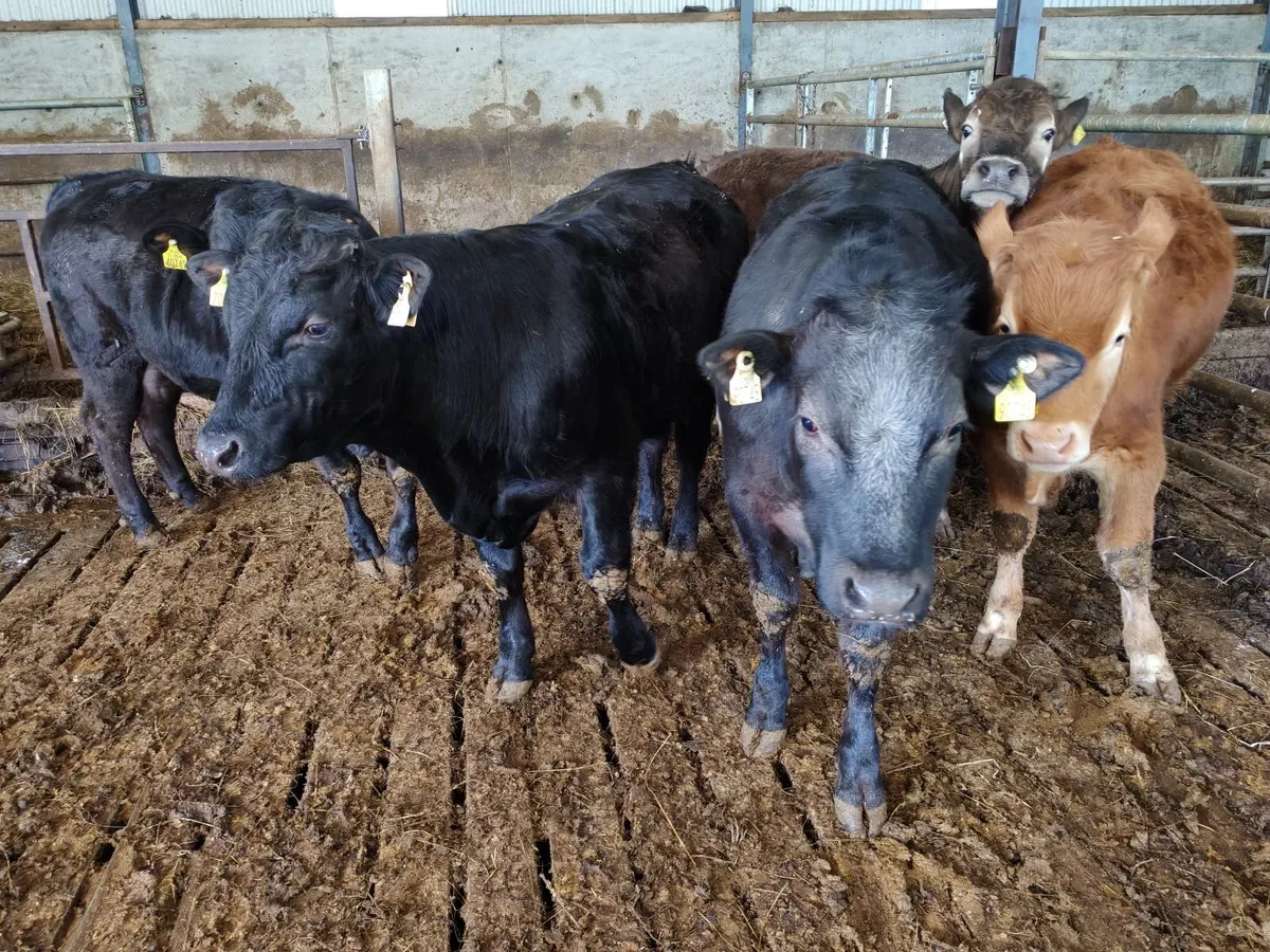 Organic Cattle - Image 4