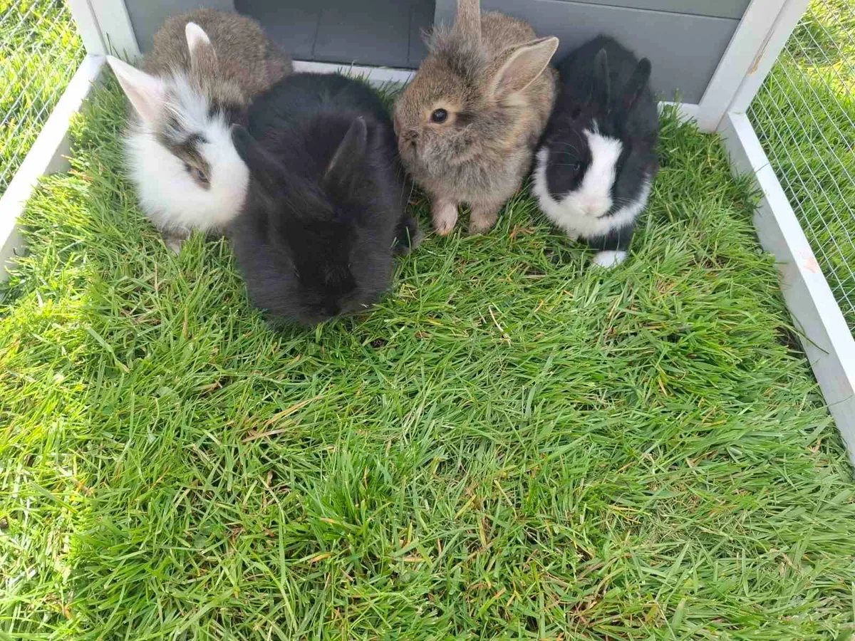 Rabbits - Image 1