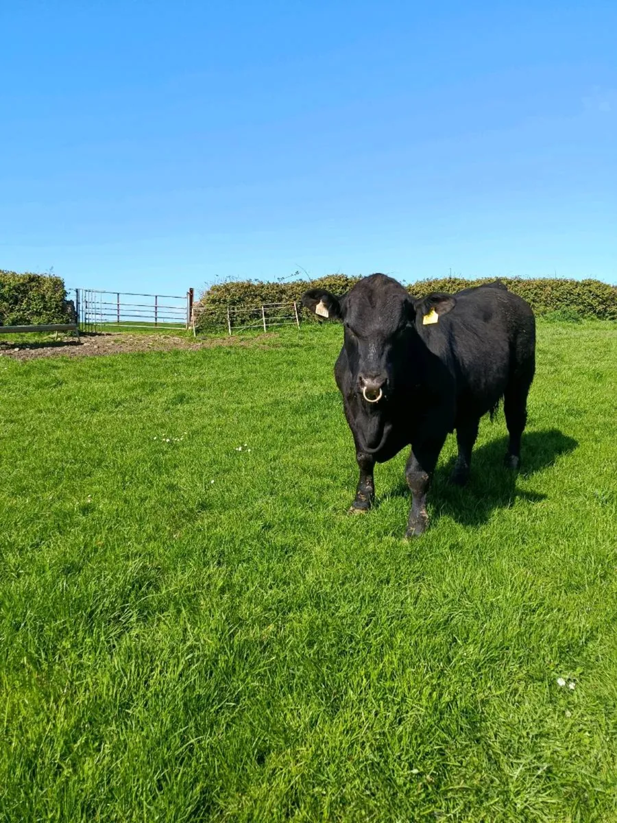 Bull can travel - Image 1