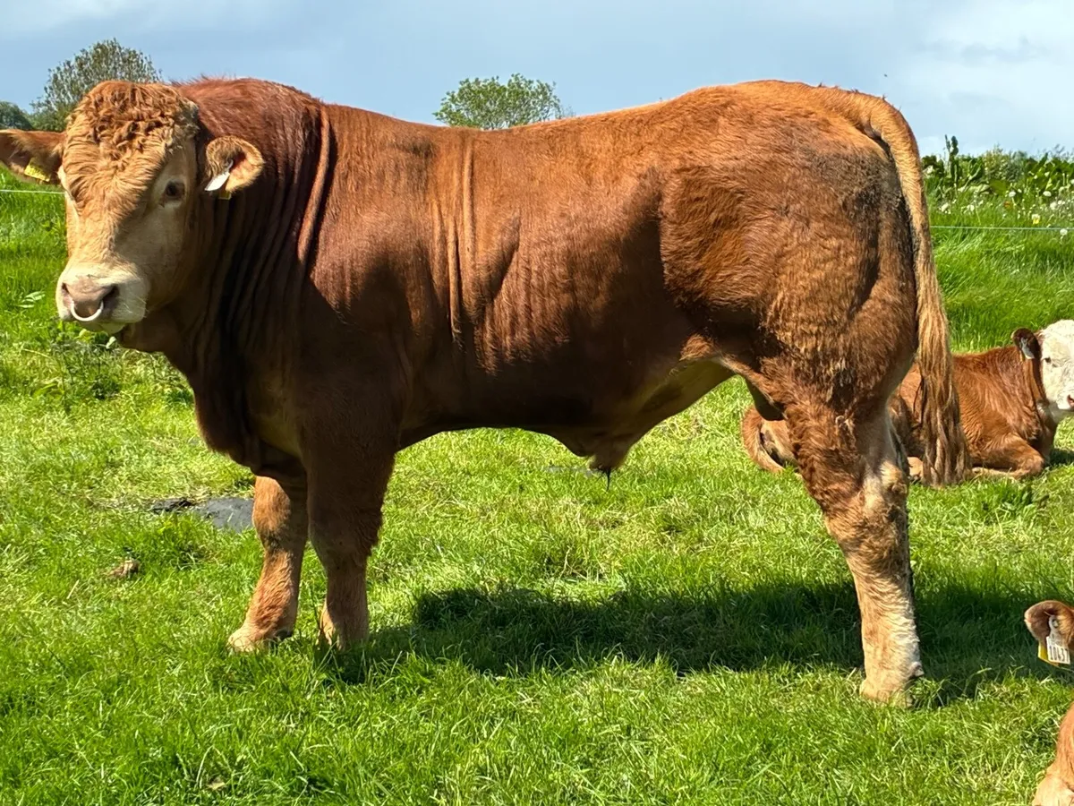 Limousine Bull - Image 1