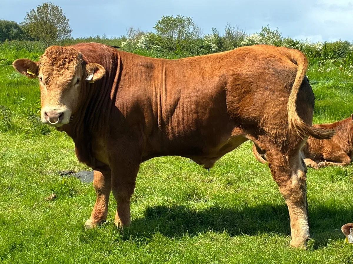 Limousine Bull - Image 2