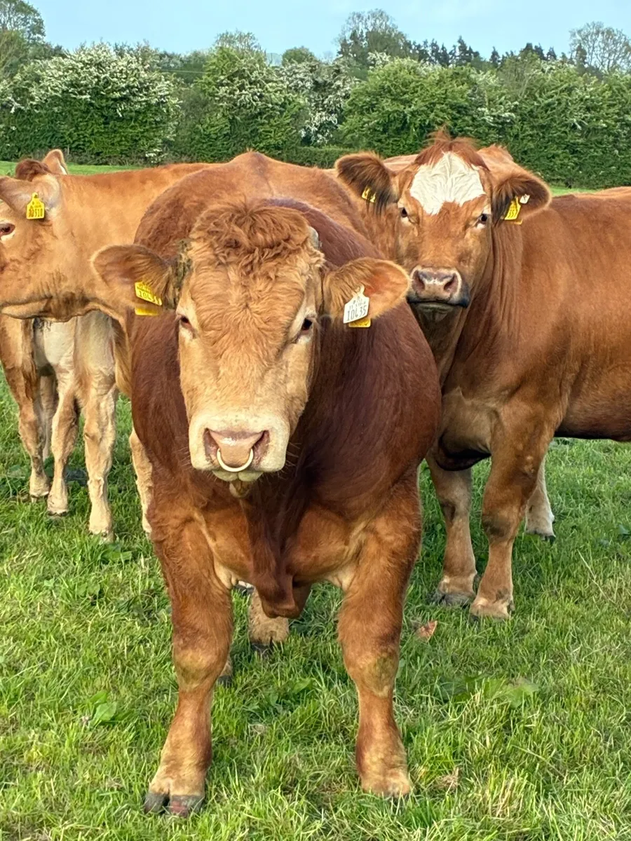 Limousine Bull - Image 3