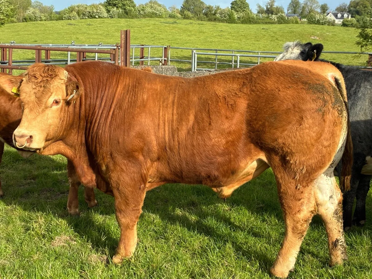 Limousine Bull - Image 4