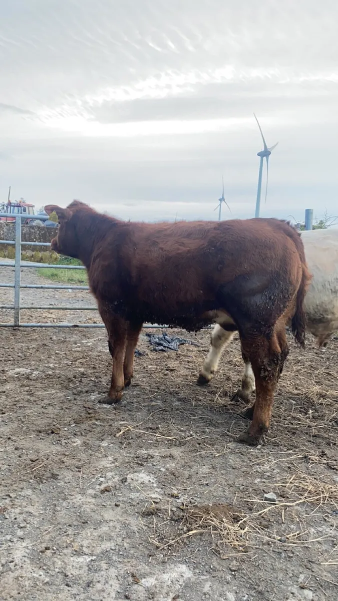 Show Belgian Blue heifers - Image 2