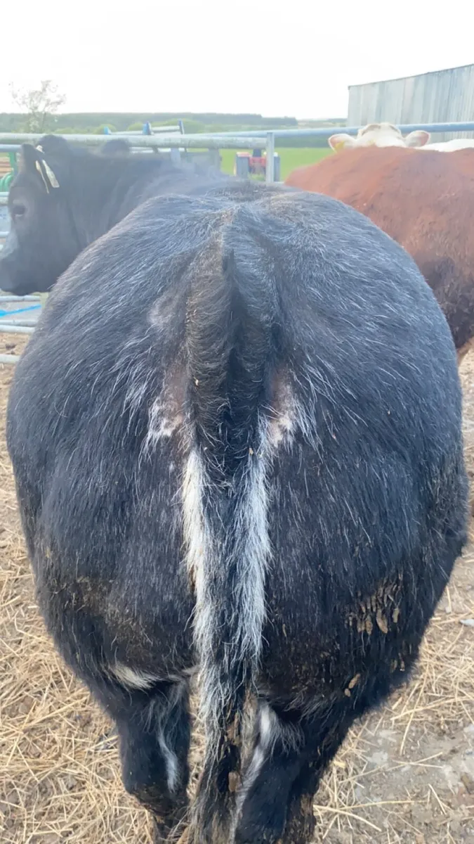 Show Belgian Blue heifers - Image 3