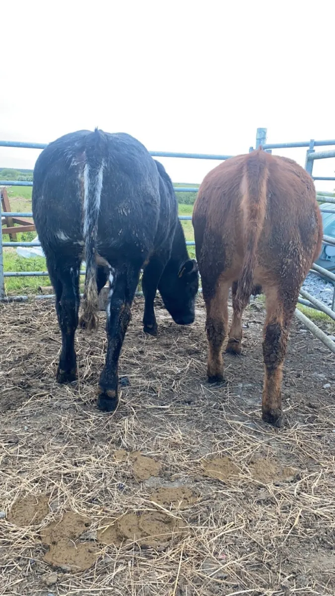 Show Belgian Blue heifers - Image 4