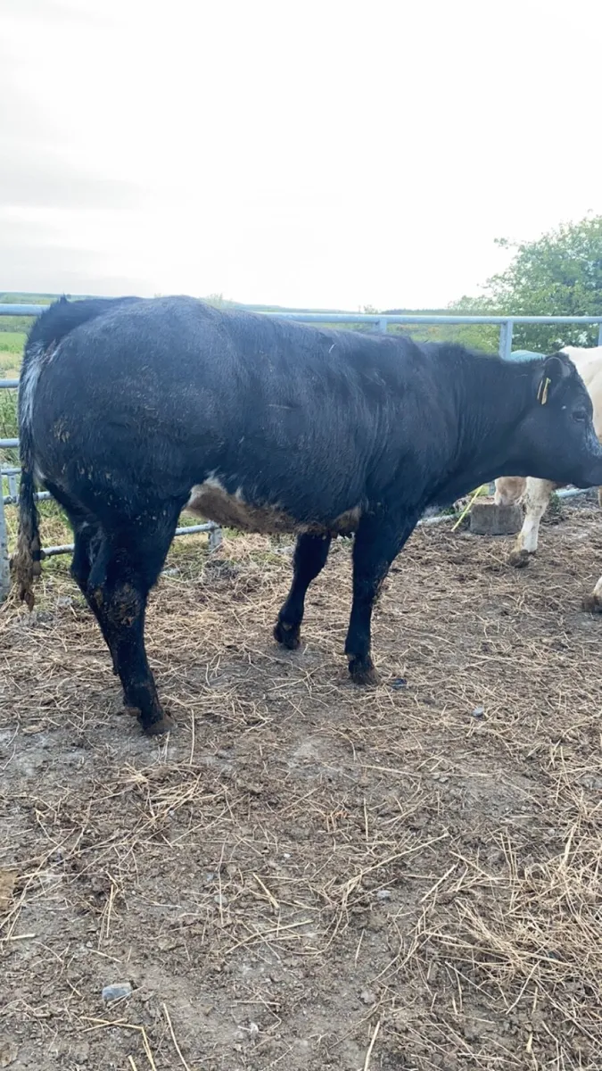 Show Belgian Blue heifers - Image 1