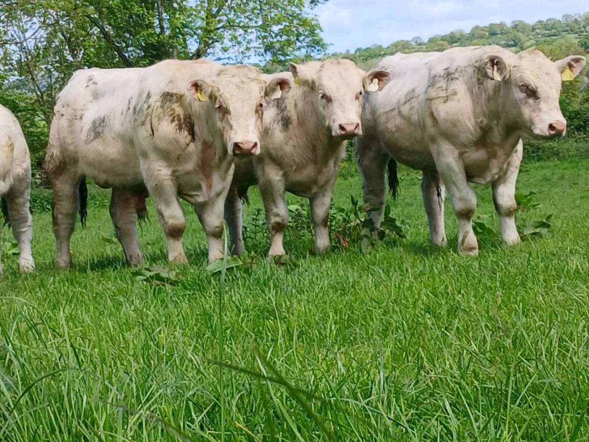 Bulls - Image 2