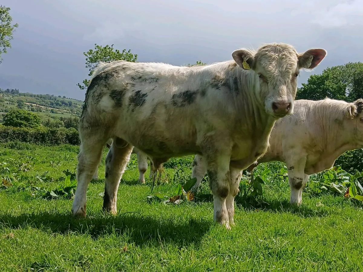 Bulls - Image 3