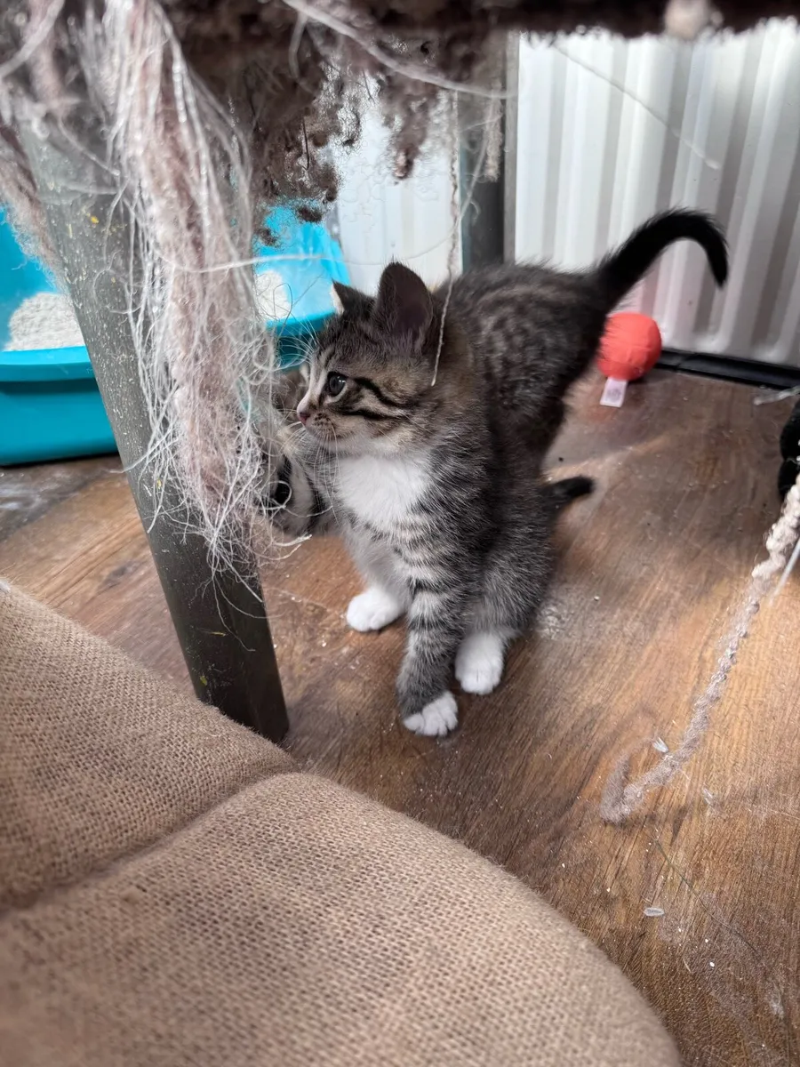 Kittens - Image 1