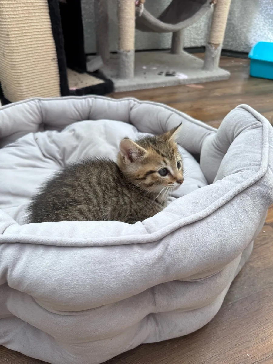 Kittens - Image 2