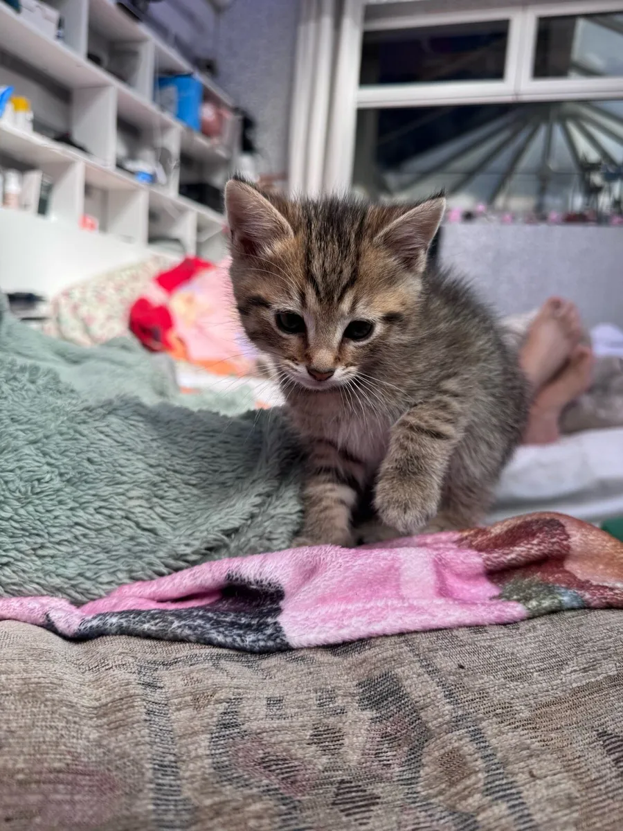 Kittens - Image 3