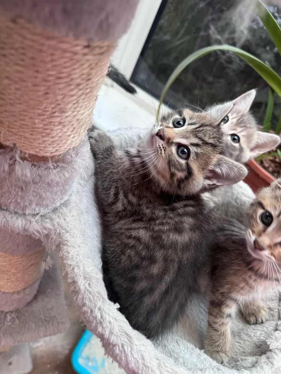 Kittens - Image 4