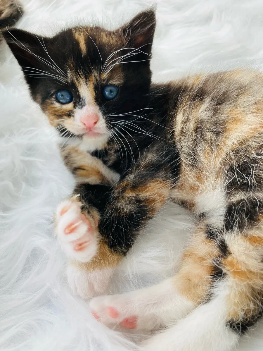 Fluffy kittens - Image 4