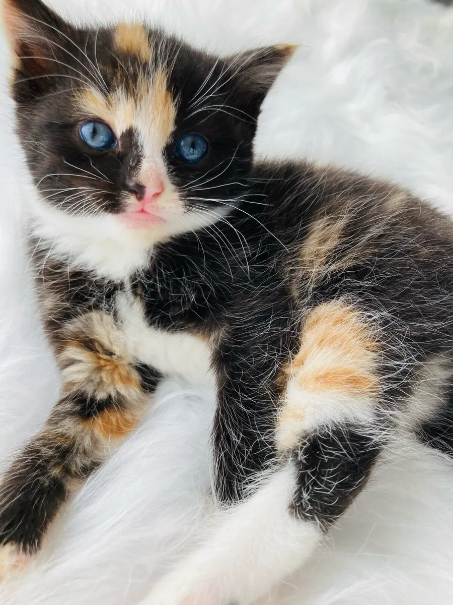 Fluffy kittens - Image 1