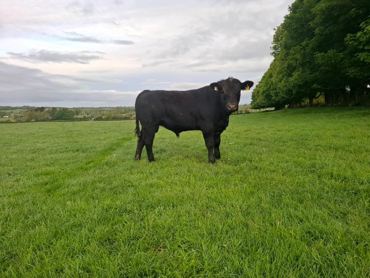 Aberdeen Angus bull