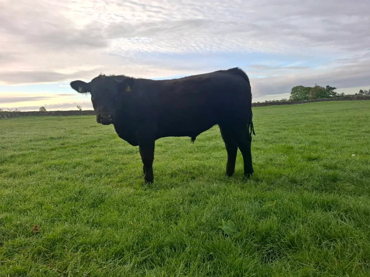 Aberdeen Angus bull - Image 2