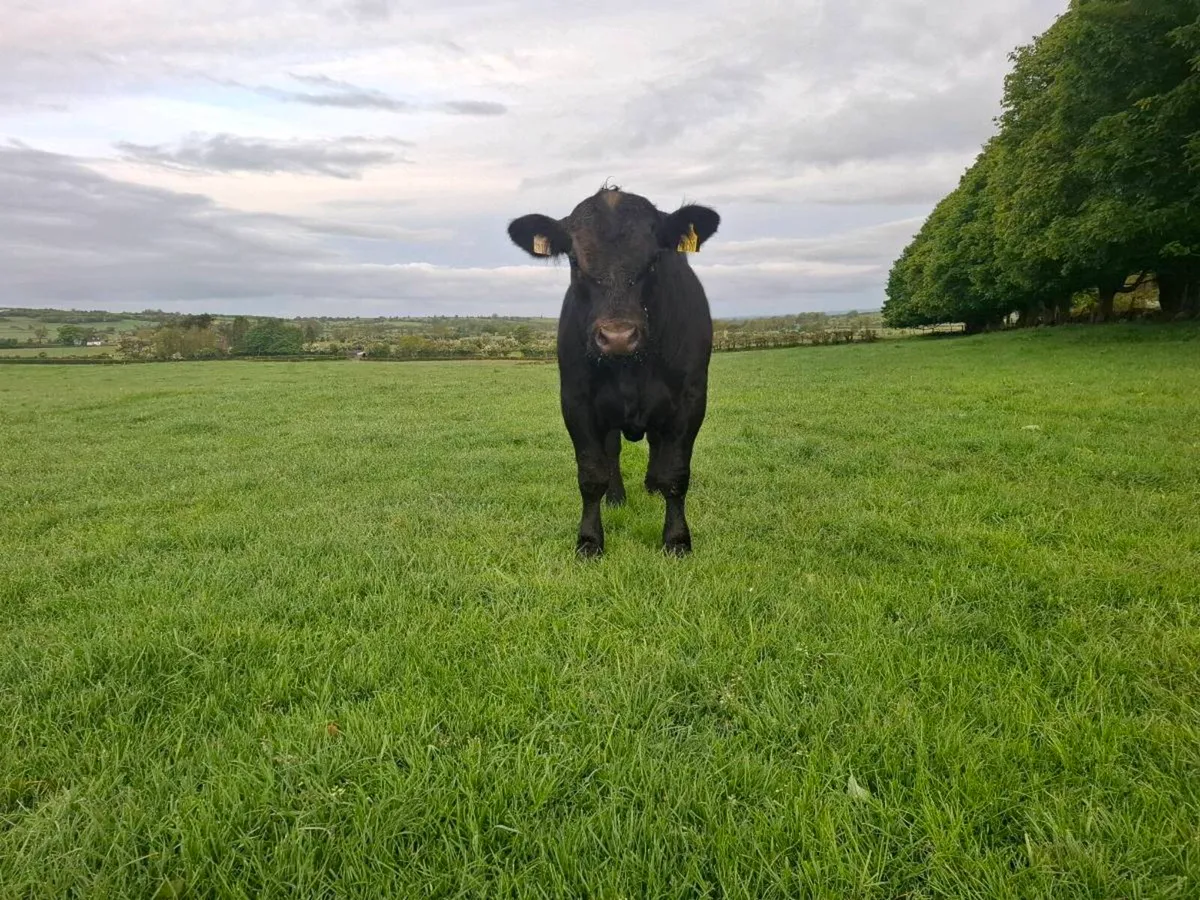 Aberdeen Angus bull - Image 3