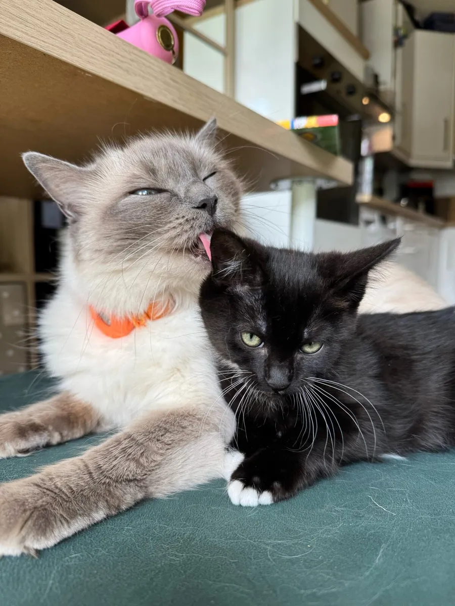 Beautiful Half-Ragdoll Kittens - 1 girl & 1 boy - Image 3