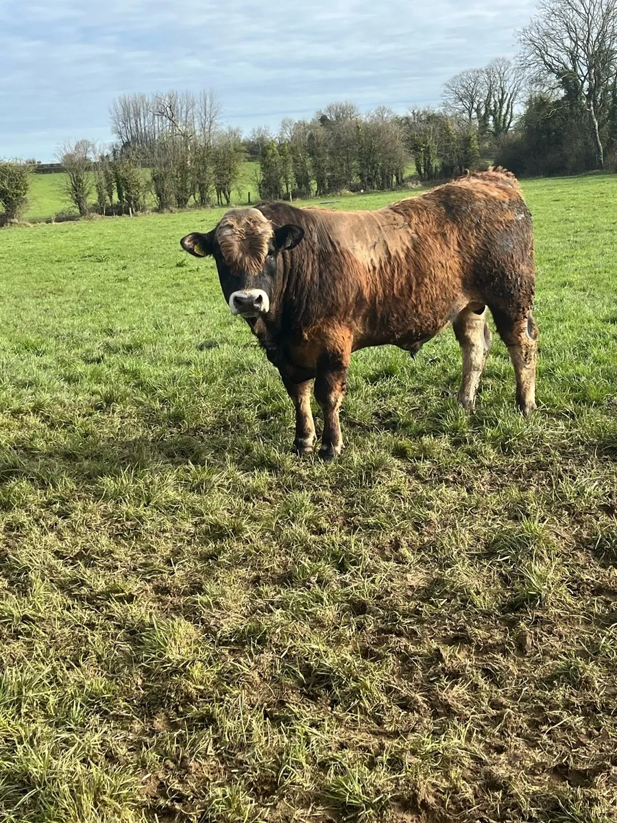 Purebred Aubrac bulls (22 months old) - Image 1