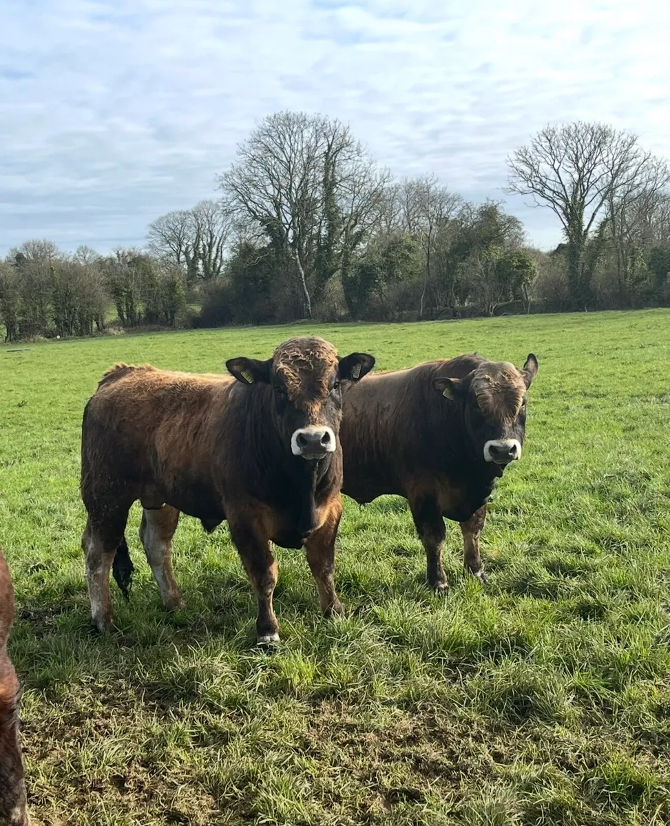 Purebred Aubrac bulls (22 months old) - Image 2