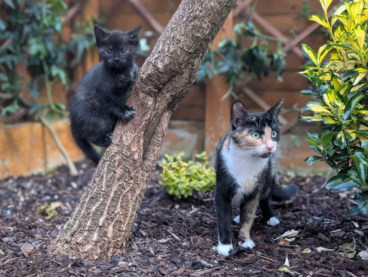 Kittens - Image 3