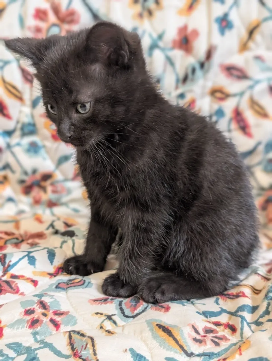 Kittens - Image 1